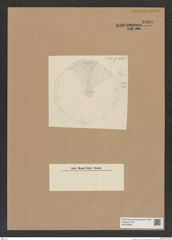 Diatomeae indet. Zeichnungen Sammlung Grunow Nr. 8960 (NHMW-BOT-W0378649)